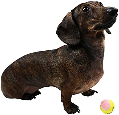 כדורי טניס של מידלי אקס-כלב קטן 1.5& 34; חבילה של 12