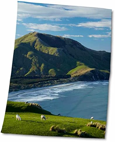 כבשים 3 של דרוז, אדמות חקלאיות, אלנס ביץ 'והר צ'רלס, אוטאגו, ניו זילנד. - מגבות