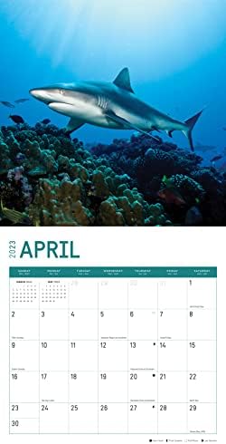 2023 כרישים לוח שנה קיר לפי יום בהיר, 12x12 אינץ ', טבע יפה חיות בר אוקיינוס ​​מגניב צילום ילדים