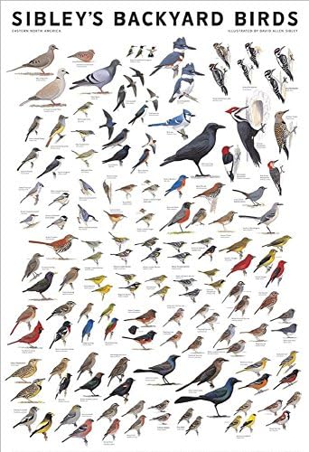 תמונה החצר האחורית של רוכל סיבלי ציפורים של מזרח צפון אמריקה