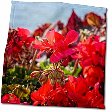 3 דרוז פרחים דקורטיביים יפים של צבע אדום, רקע אפור - מגבות