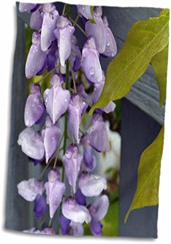 3drose wisteria לאחר גשם הוא תמונה של פרחי ויסטריה עם טיפות גשם - מגבות