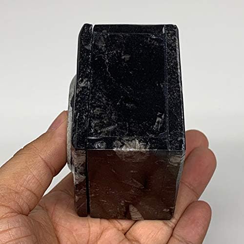 Watangems 268.2G, 2.5 X1.9, צורה שחורה מרובעת מאובנת אמוניט אורתוצ'רה קופסת תכשיטים עגולה מיוצרת היטב